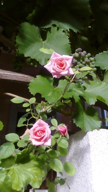 Apartment Yelena Rose West Zadar Ngoại thất bức ảnh